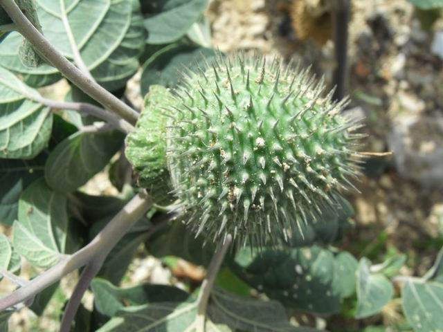 Datura inoxia / Stramonio metello